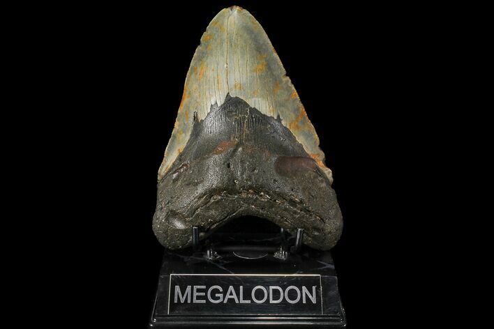 Huge, Fossil Megalodon Tooth - North Carolina #109765
